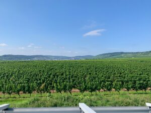 Blick von der Terrasse von Weingut Sohns